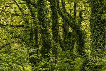 Green forest