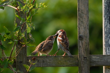 Adult sparrow feeding juvenile on a wooden fence in garden
