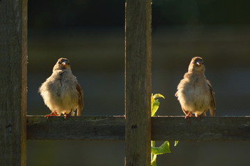 Adult sparrow feeding juvenile on a wooden fence in garden