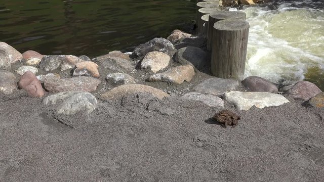 Toad amphibia animals mating time near brook water flow. 4K