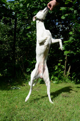 Fototapeta na wymiar White Whippet dog balancing on his hind legs.