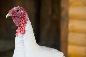 Turkeycock