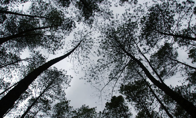 Pine Forest