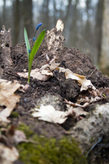 Scilla flowers on forest ground.