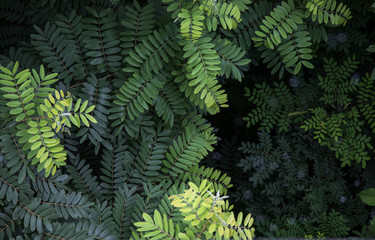 Fototapeta na wymiar Leaves abstract background.