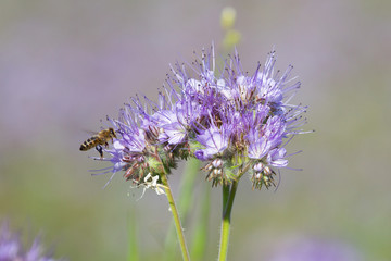 Bees pollinate phacelia flowers