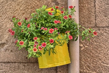 Piante in vaso