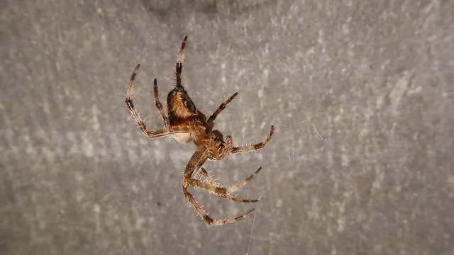 a Large Theatrical Plan of a Night Spider Hanging on a Cobweb