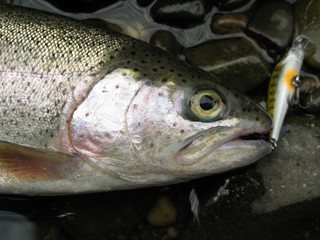 Fishing - rainbow trout