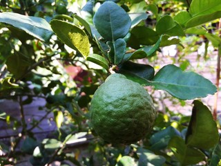 One leech lime fruits hanging on its tree.