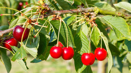cherries