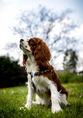 Cavalier King Charles Spaniel - Bastien