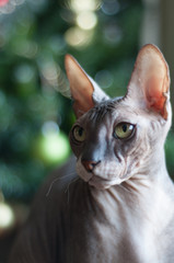 Кот Донской Сфинкс на диване портрет