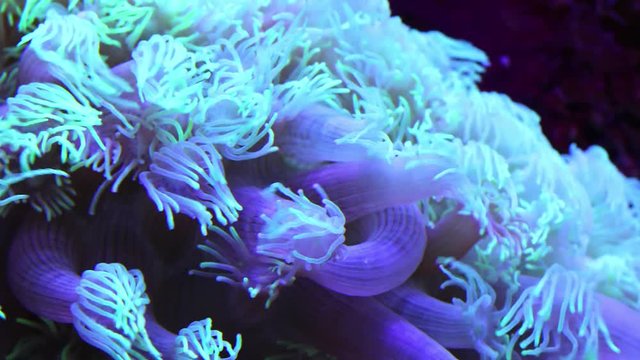 Corals in underwater tropical sea