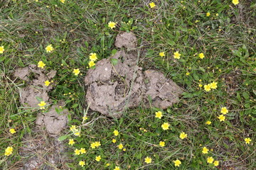 the excrement cattle