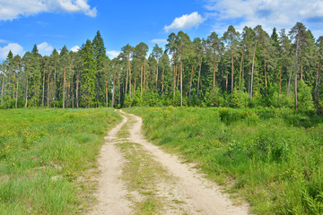 Fototapeta na wymiar Road in pine forest