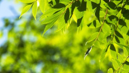 朝日の当る木の葉