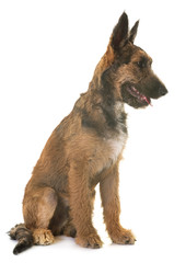 puppy belgian shepherd laekenois