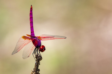 Image of a dragonfly (Trithemis aurora) on nature background. Insect Animal