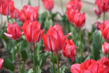 Tulipes roses au printemps au jardin
