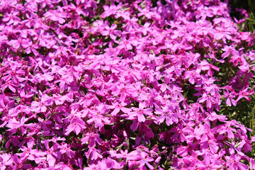 滝上町 芝ざくらまつり