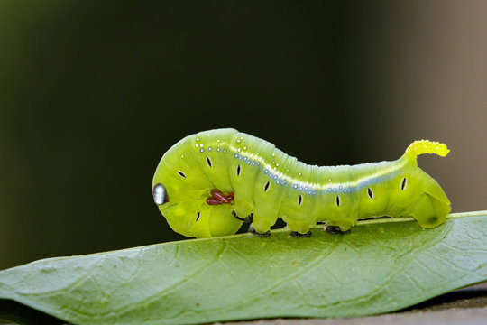 Image of Hawk Moth Caterpillar (Daphnis nerii, Sphingidae) on leaves Insect