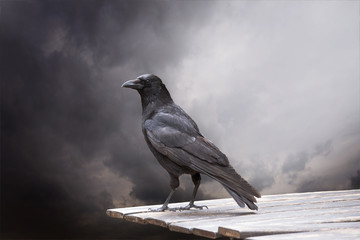 Common Raven sitting on a wooden table close up