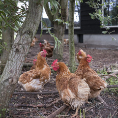 brown organic chickens roam freely on farm