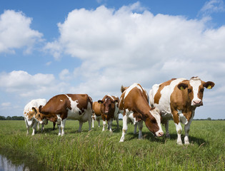 Fototapeta na wymiar red and white cows in green grassy dutch meadow under blue sky with white clouds