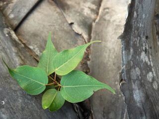 LEAVES