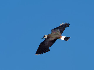 Lapwing in flight - Vanellus vanellus