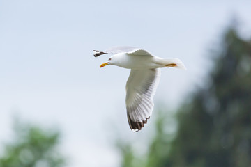portrait of natural yellow-legged gull (larus michahellis) in flight