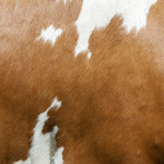 abstract red and white pattern on side of cow