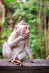 bali monkey