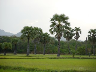 SUGAR PALM TREE