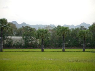 SUGAR PALM TREE