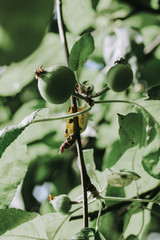 Young green apples on the tree