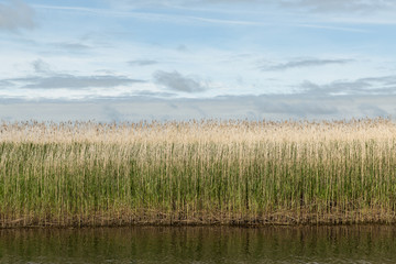 reeds on the banks of the River Shannon