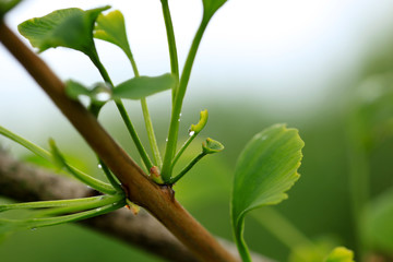 Raindrops close-up on young leaves of Ginkgo Biloba.  Abstract nature background,
