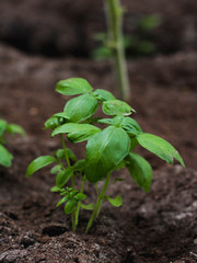 Green basil in the greenhouse
