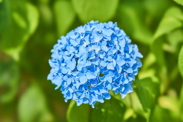 hydrangea