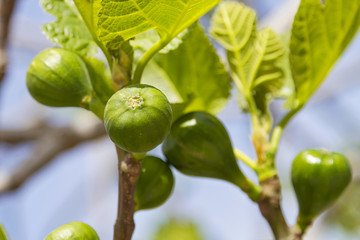Figs