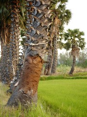 SUGAR PALM TREE