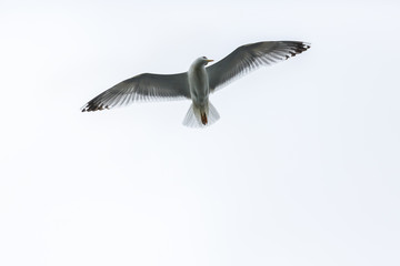 Beautiful seagull flying in the  sky