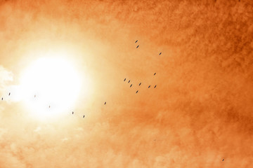 Silhouettes of pelicans in the red sky of sunset