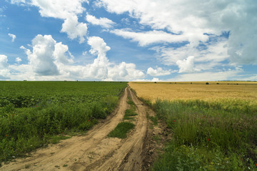 Fototapeta premium Road on an agricultural field separating two crops one green sunflower and one yellow wheat