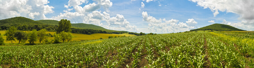 Fototapeta na wymiar Panorama with a field of corn