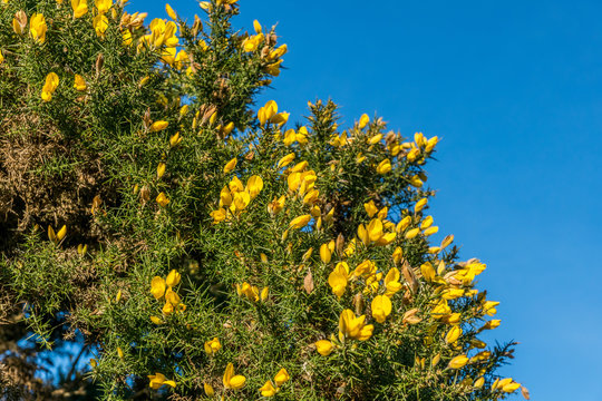 Gorse bush and flowers.