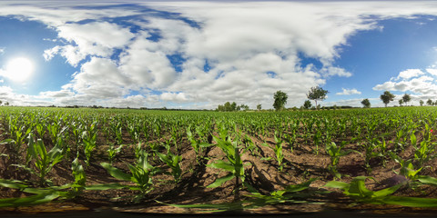 360 degrees spherical panorama of a field with young corn plants under sunnie  blue sky in germany
