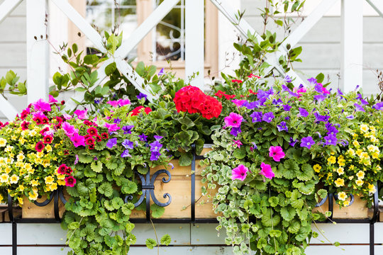 colorful flower boxes in front of house